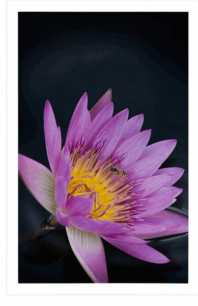 Poster floare de luncă