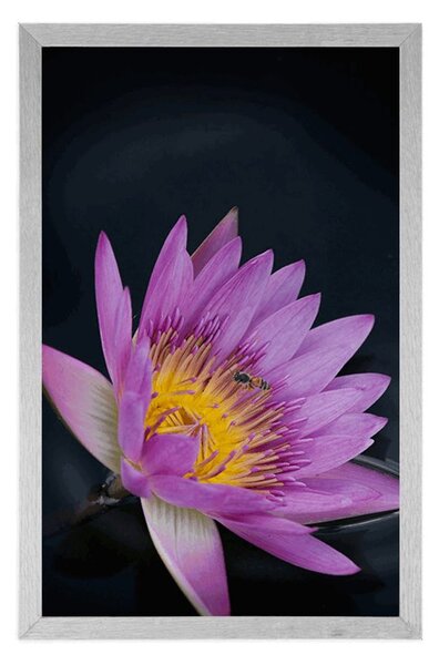 Poster floare de luncă