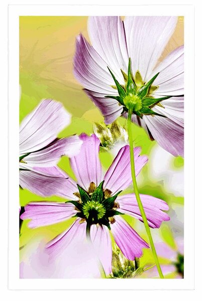 Poster flori de gradină