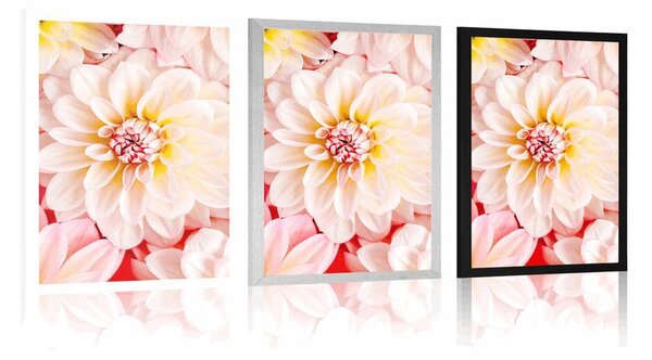 Poster flori de dalia pastelate