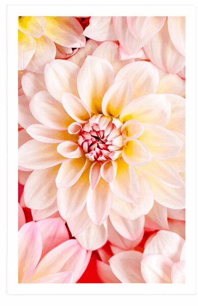 Poster flori de dalia pastelate