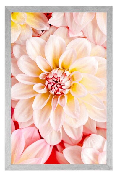 Poster flori de dalia pastelate