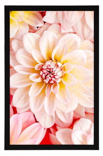 Poster flori de dalia pastelate