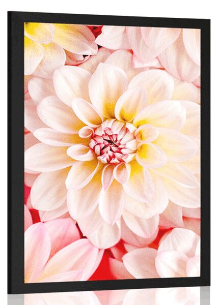 Poster flori de dalia pastelate