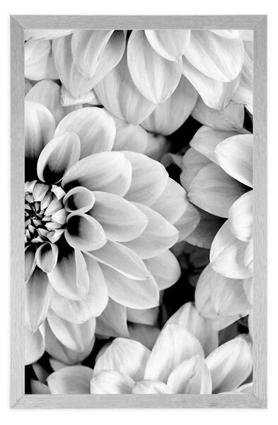 Poster flori de dalia în design alb-negru