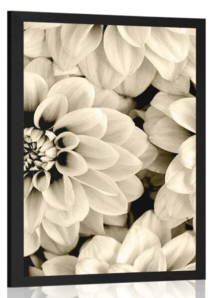 Poster flori de dalia în design sepia