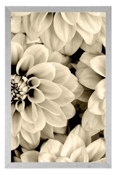Poster flori de dalia în design sepia