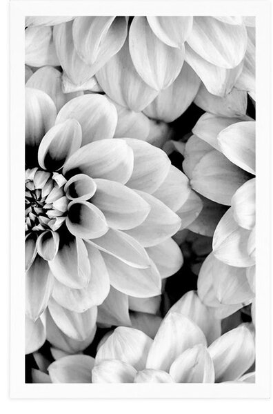 Poster flori de dalia în design alb-negru