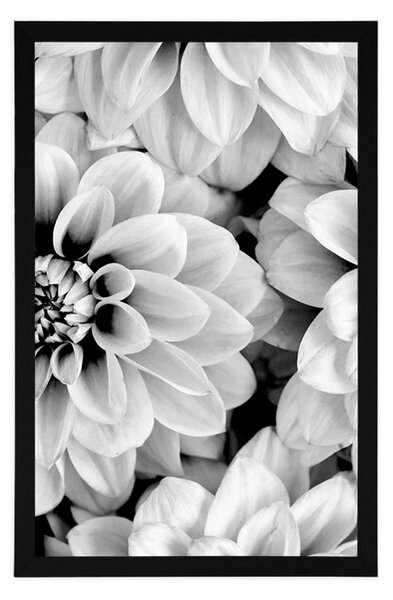 Poster flori de dalia în design alb-negru
