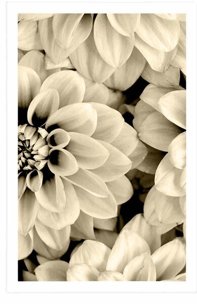 Poster flori de dalia în design sepia