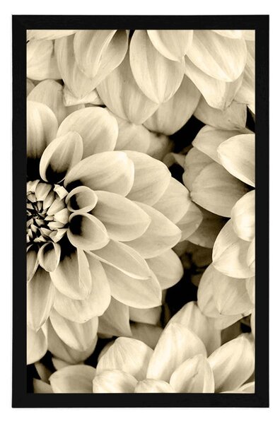 Poster flori de dalia în design sepia