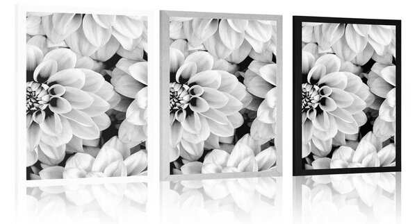 Poster flori de dalia în design alb-negru