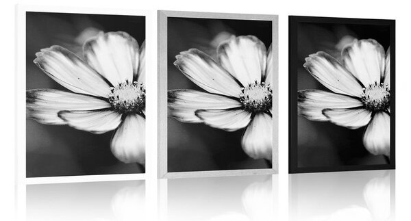 Poster floare mărăriță de grădină în design alb-negru