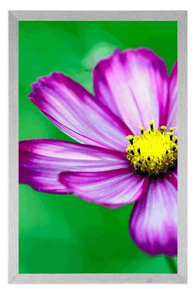 Poster floare mărăriță de grădină