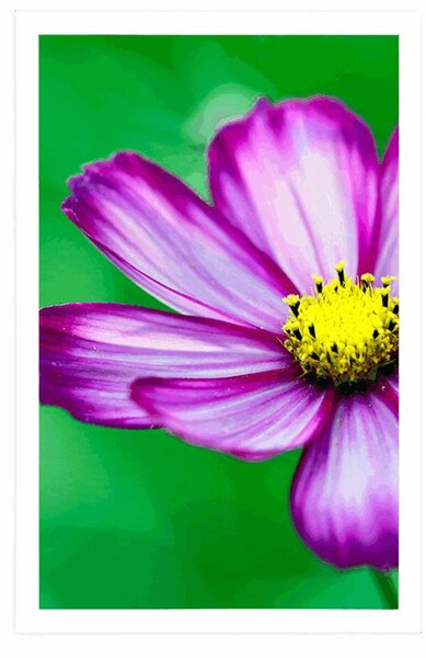 Poster floare mărăriță de grădină