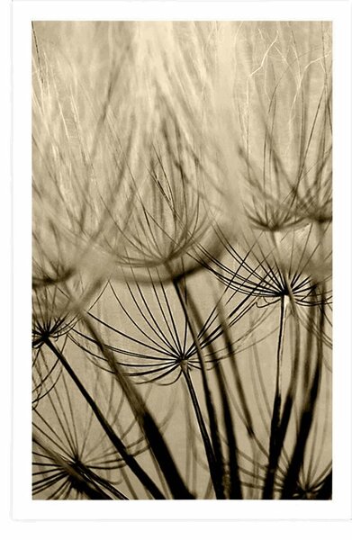 Poster semințe de păpădie în design sepia