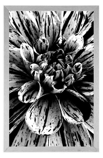 Poster dalie exotică în design alb-negru