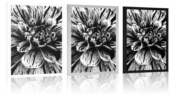 Poster dalie exotică în design alb-negru