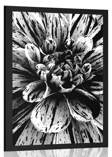 Poster dalie exotică în design alb-negru