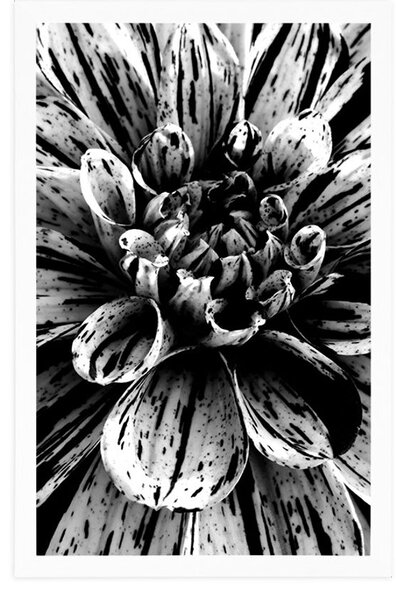 Poster dalie exotică în design alb-negru