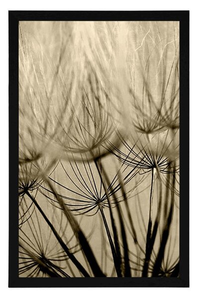 Poster semințe de păpădie în design sepia