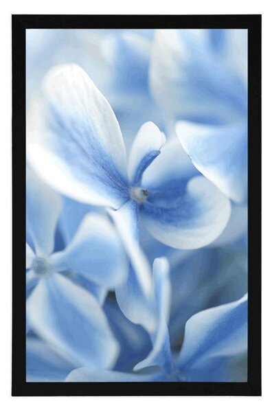 Poster flori de hortensie alb-albastru