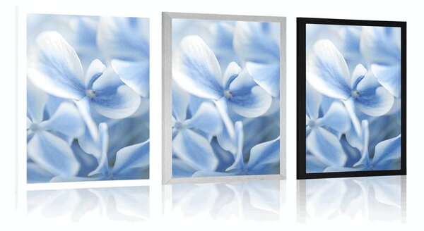 Poster flori de hortensie alb-albastru