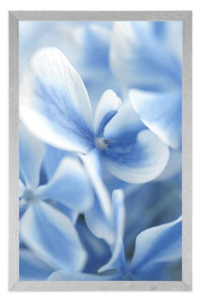 Poster flori de hortensie alb-albastru