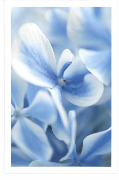 Poster flori de hortensie alb-albastru