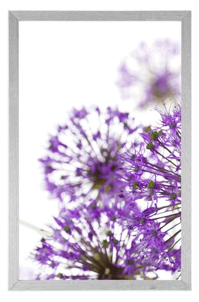 Poster flori violete de usturoi înfloritoare