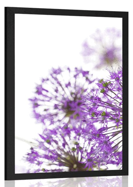 Poster flori violete de usturoi înfloritoare
