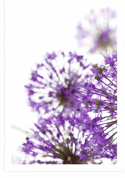 Poster flori violete de usturoi înfloritoare