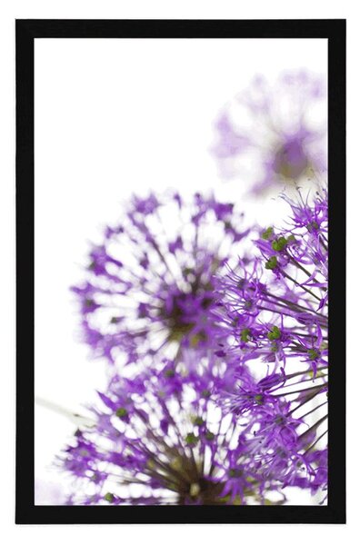 Poster flori violete de usturoi înfloritoare