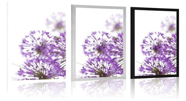 Poster flori violete de usturoi înfloritoare