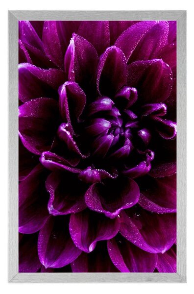 Poster floare purpuriu-violetă