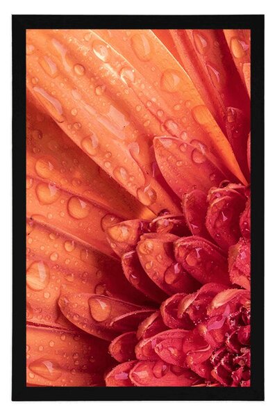Poster gerbera portocalie cu picături de apă