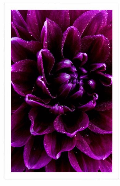 Poster floare purpuriu-violetă