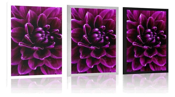 Poster floare purpuriu-violetă