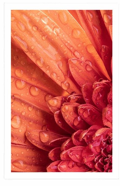 Poster gerbera portocalie cu picături de apă