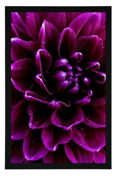 Poster floare purpuriu-violetă