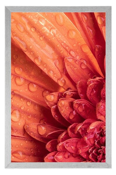 Poster gerbera portocalie cu picături de apă