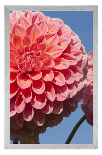 Poster dalia înfloritoare