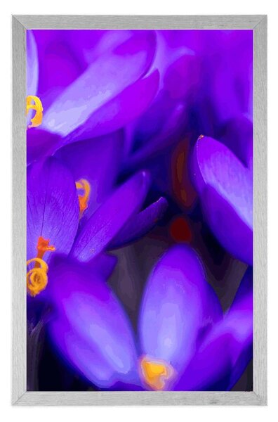 Poster șofran violet înfloritor