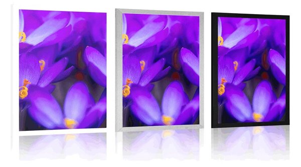 Poster șofran violet înfloritor