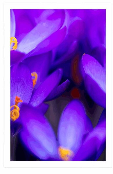 Poster șofran violet înfloritor