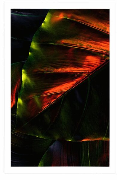 Poster frunze de palmier tropicale