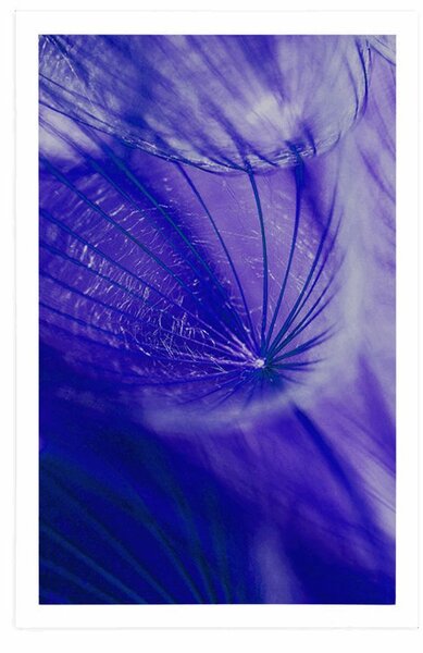 Poster păpădie frumoasă în design violet