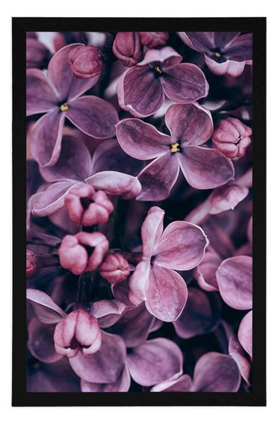 Poster flori violete de liliac