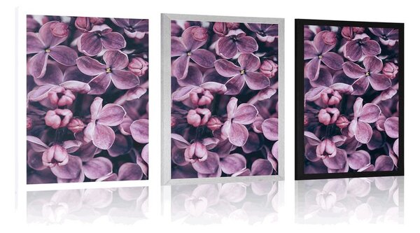 Poster flori violete de liliac