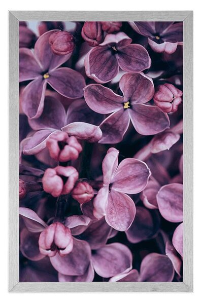 Poster flori violete de liliac
